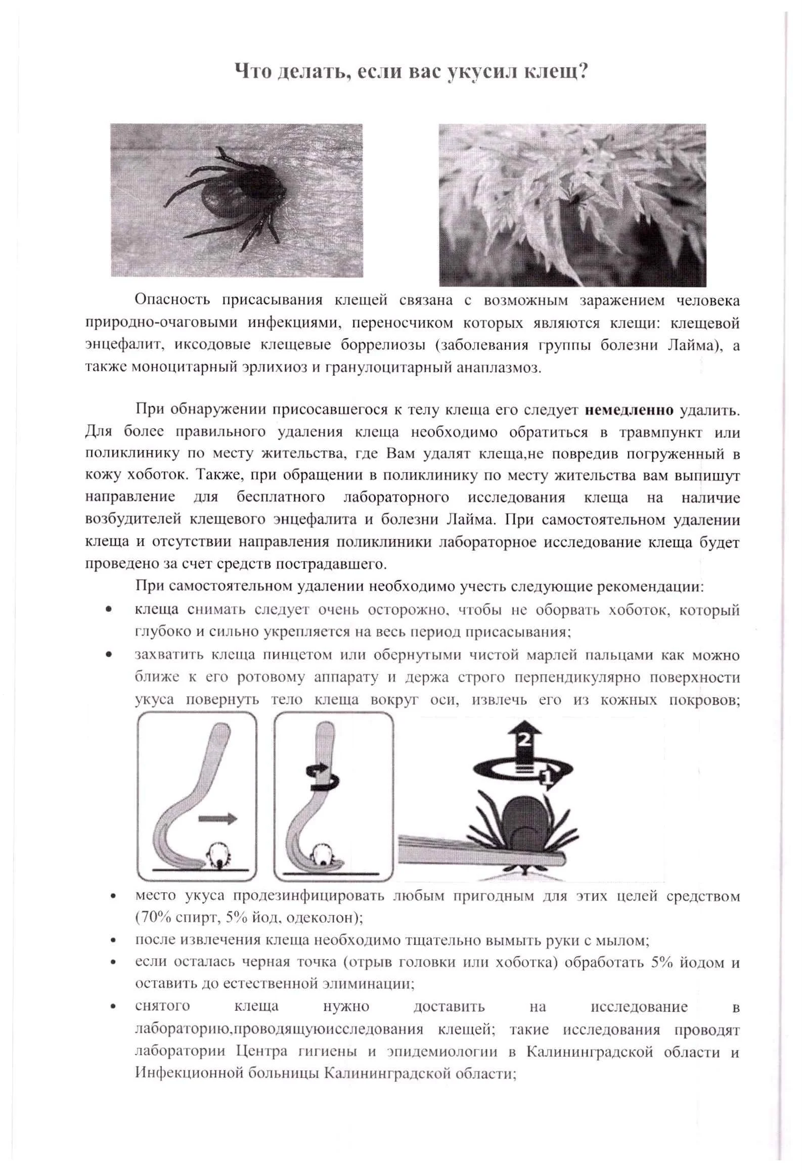 Что делать, если Вас укусил клещ? - Психиатрическая больница  Калининградской области № 2